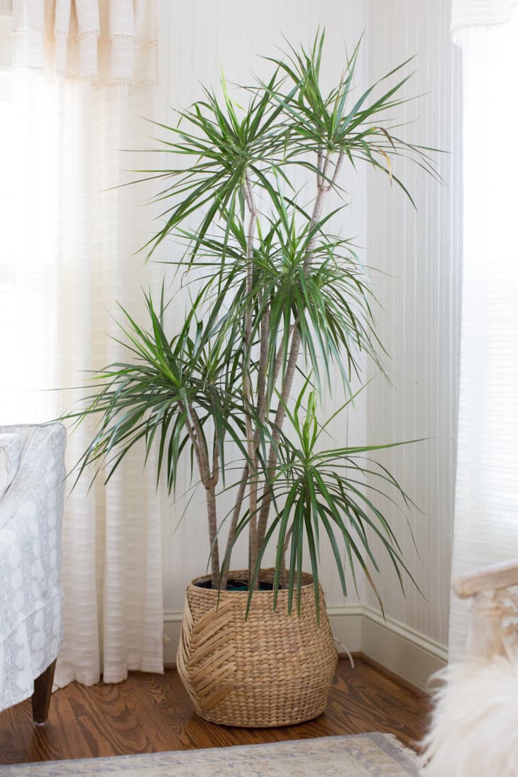 Dracaena Plant Care How to Grow Dracaena Plants Apartment Therapy